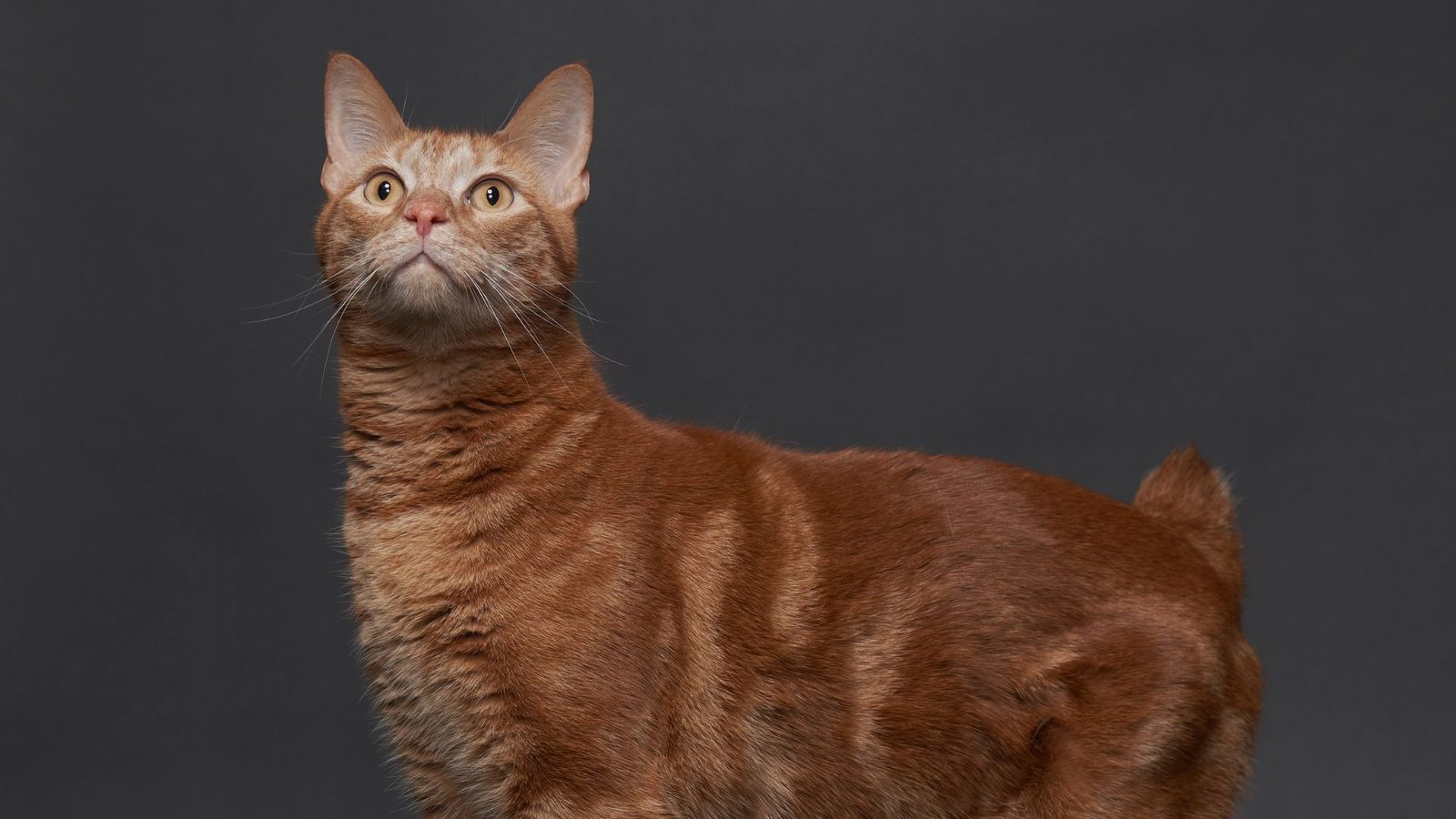 American Bobtail