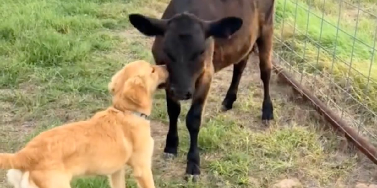 The 23-Second Video That Proves Puppies and Cows Can Be Inseparable