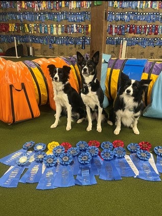 The Redneck Girls' Agility Triumph: 7 Factors Behind Their Championship Win