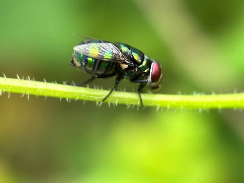 Screwworm flies lay eggs in wounds