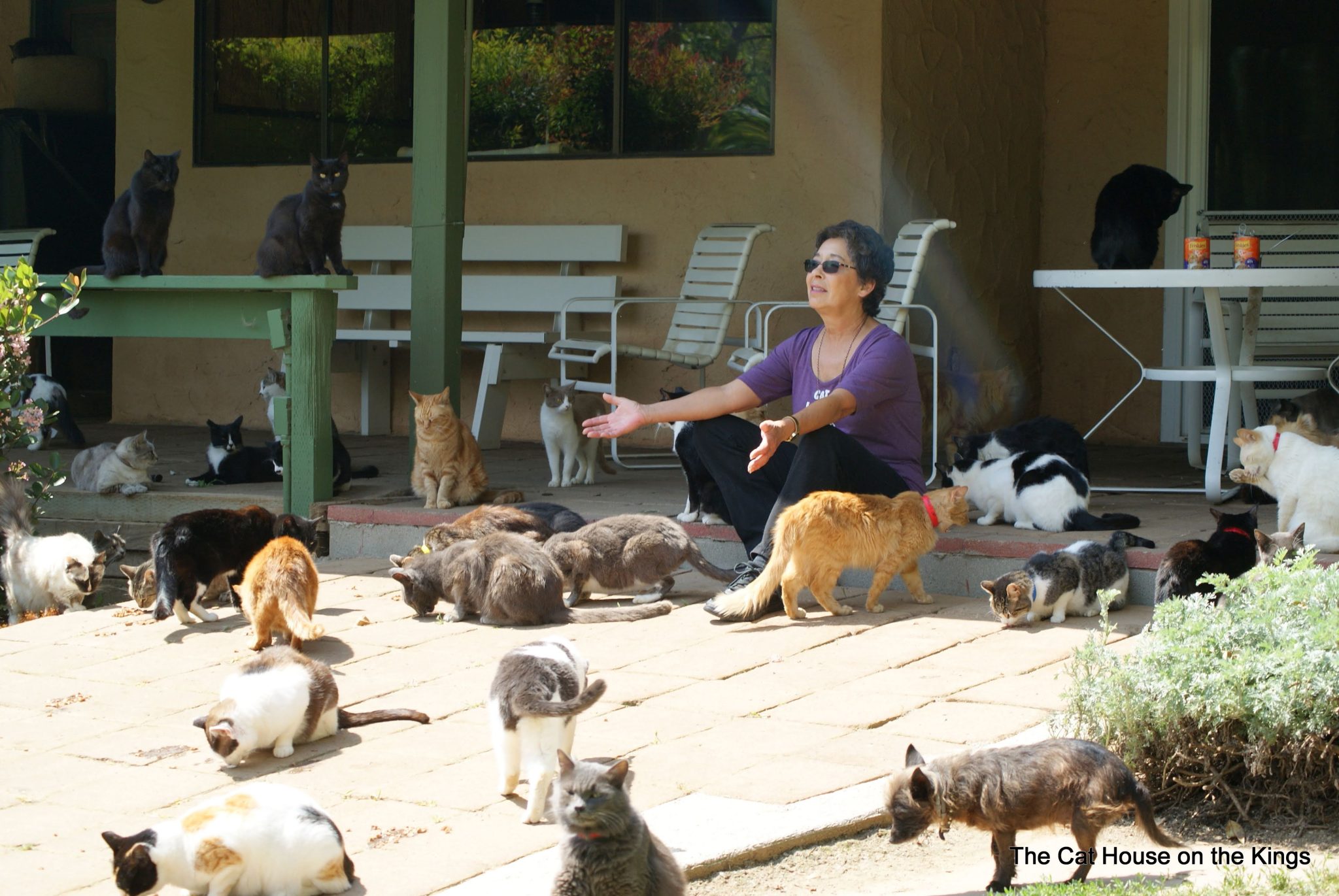 The Cat House on the Kings: A Deep Dive into Feline Rescue and Sanctuary Life