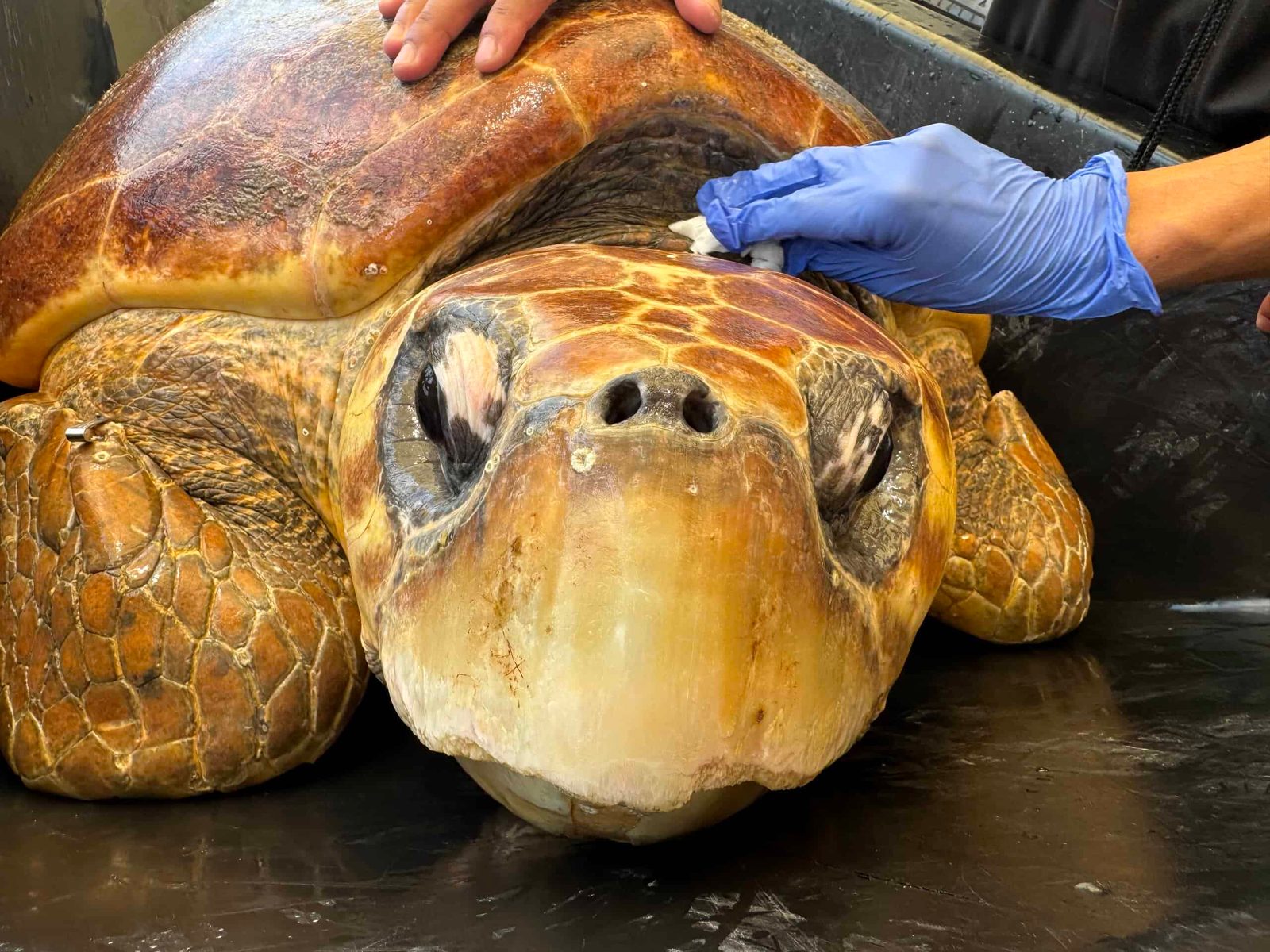 Why Was Timmy the Turtle Swimming in Circles?