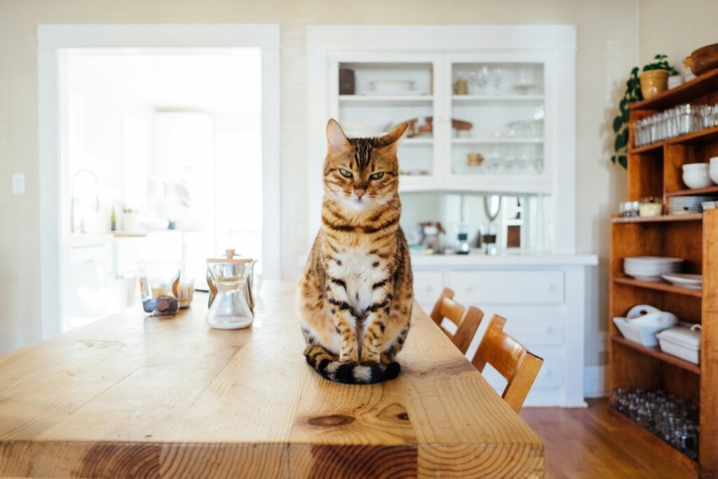 Pet-friendly-home-upgrades