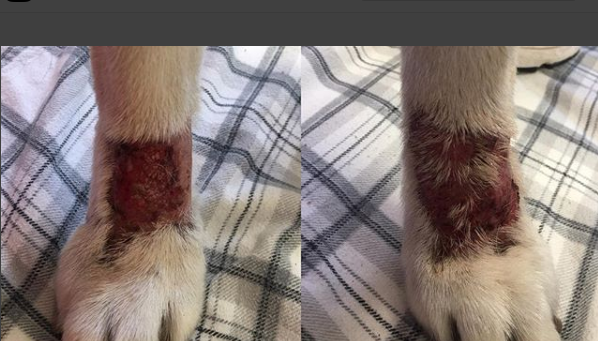 Why Your Dog Won't Stop Licking That One Spot: Lick Granulomas Explained