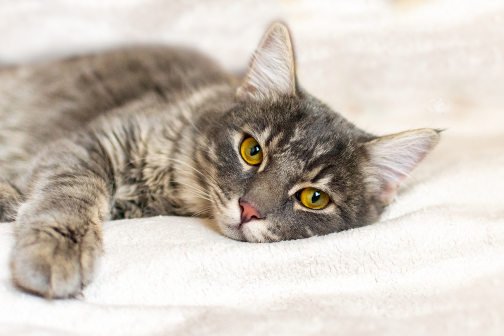 11 Sick-Cat Signals Most Owners Dismiss as Quirks