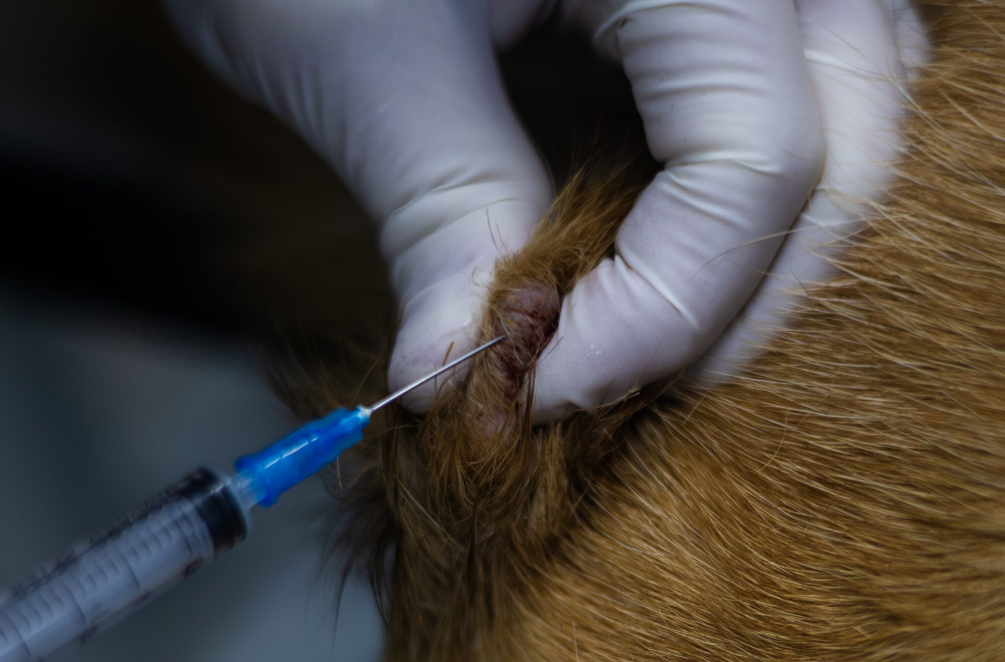 Two Skin Bumps That Look Identical — But One Is Cancer and the Other Isn't
