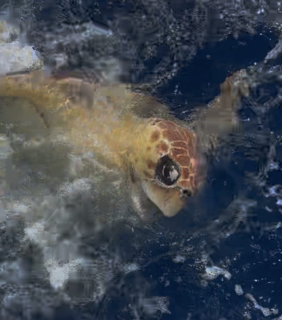 Previous flipper tags, placed on Timmy from a research facility in Sarasota County, revealed that the turtle had already nested three times this year, including days before her rescue