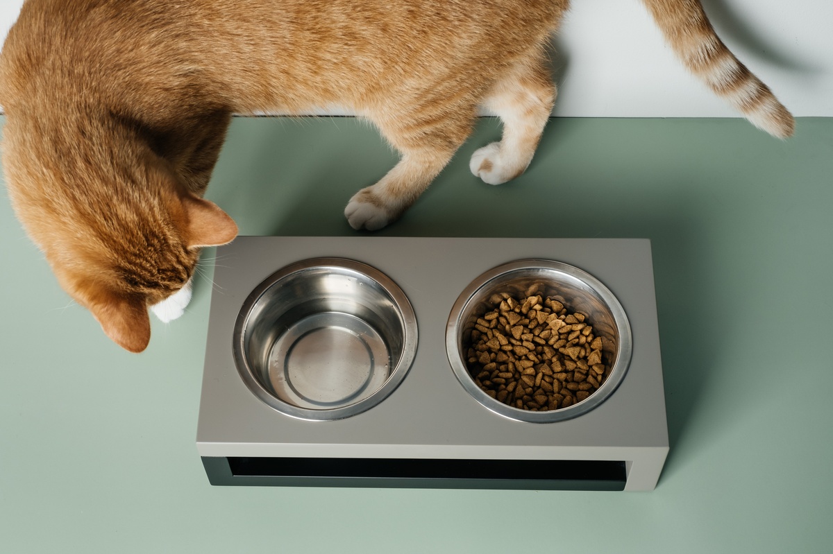 The Hidden Benefits of Automatic Cat Feeders Beyond Convenience