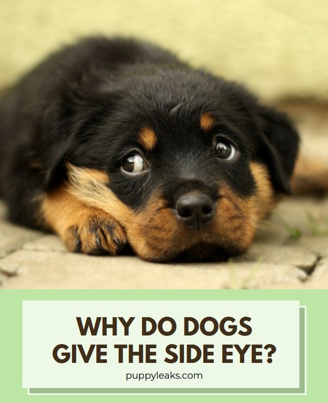 Why do dogs give the side eye?