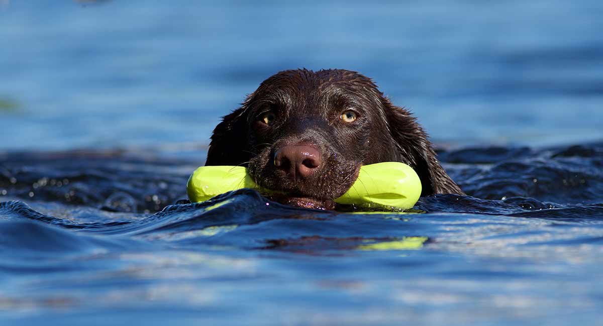 10 Dog Toys for Chewers, Players, and Tuggers: A Detailed Look