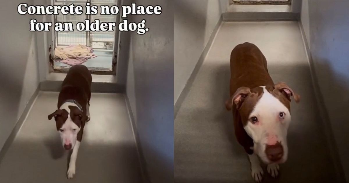 Why is Gucci, an 8-year-old terrier mix, still waiting after 465 days?