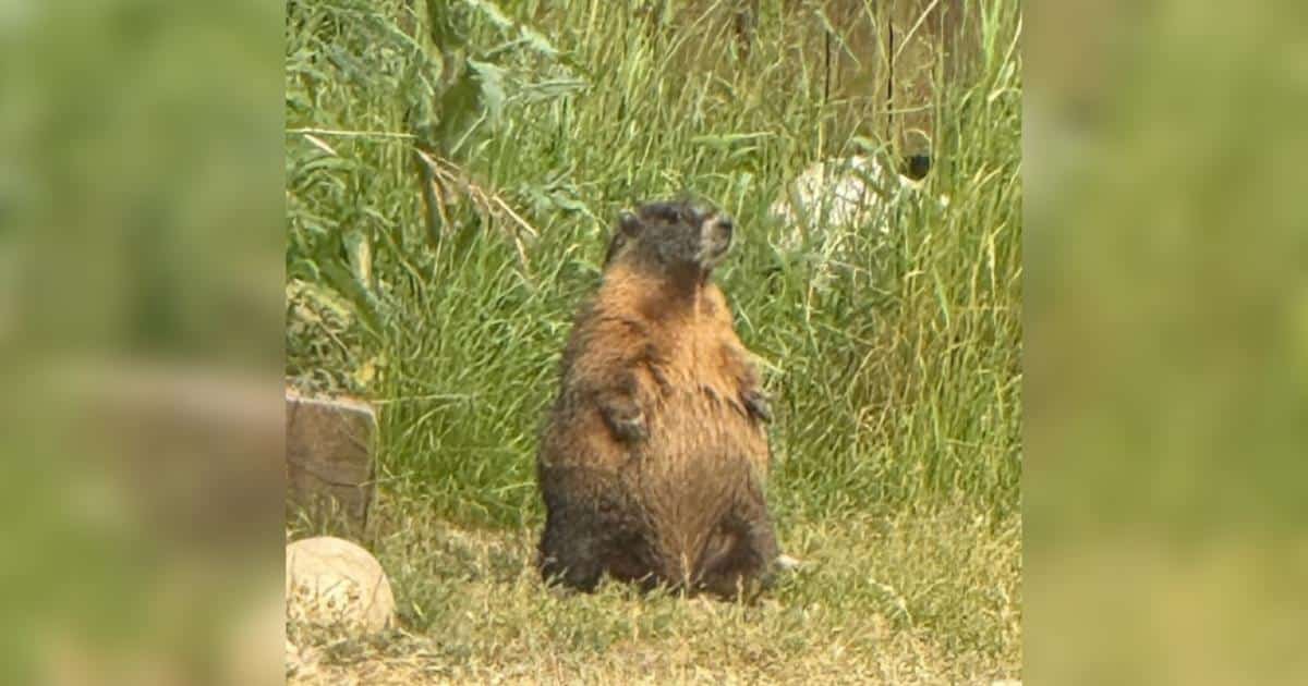 Fat Marmot Week Spotlights Marmots' Battle Against Harsh Winters and Funding Gaps