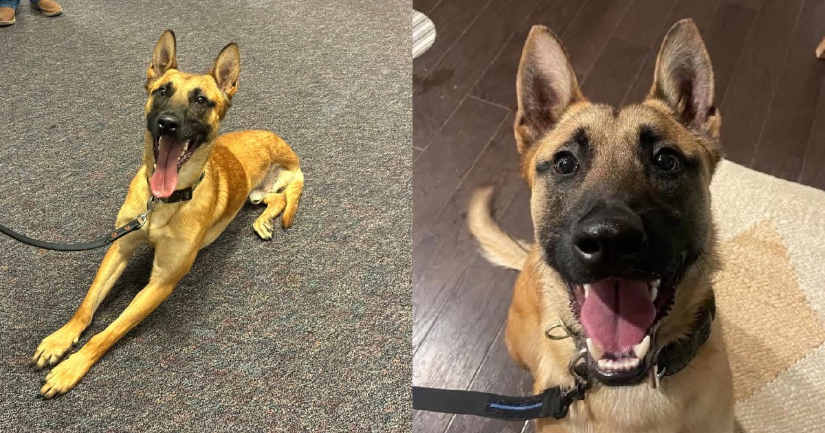 K9 Roam, Who Lost a Leg in the Line of Duty, Receives the Department's First Canine Medal of Courage