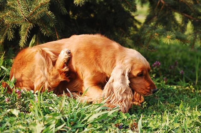 10 Signs Your Dog Has a Yeast Infection (And What to Do About It)