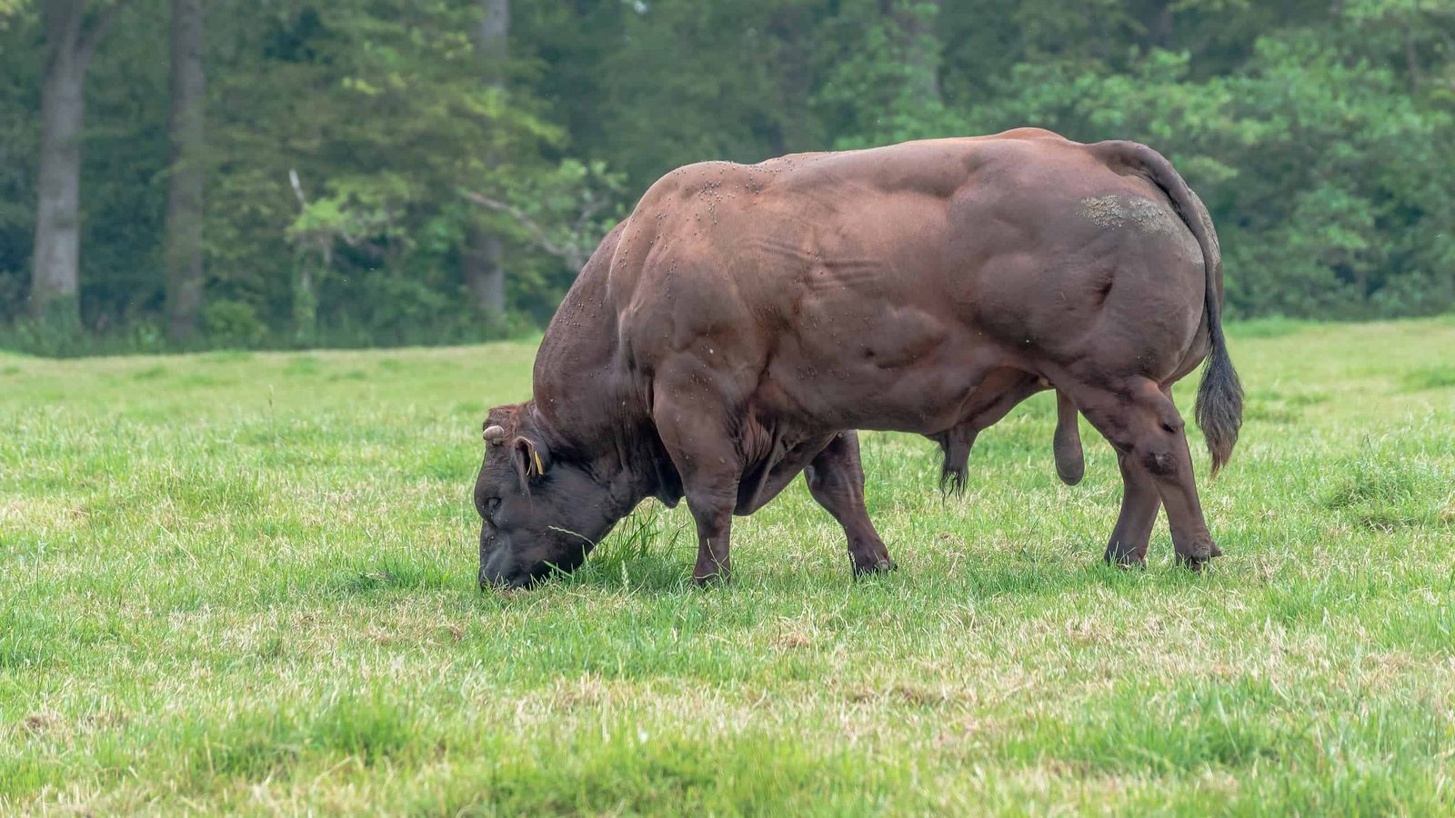 The Belgian Blue's Genetic Quirk: More Muscle, Less Fat, and a Broken Promise