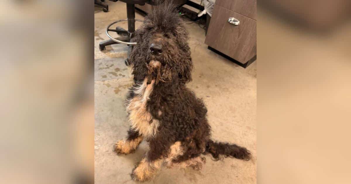 Panko's Ordeal: Rescue Grooming Reveals Dangers of Neglect and Hope for Recovery