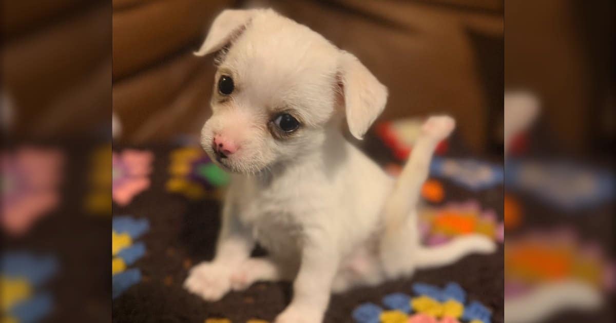 A 1.6-Pound Puppy's Fight Against Swimmer Syndrome