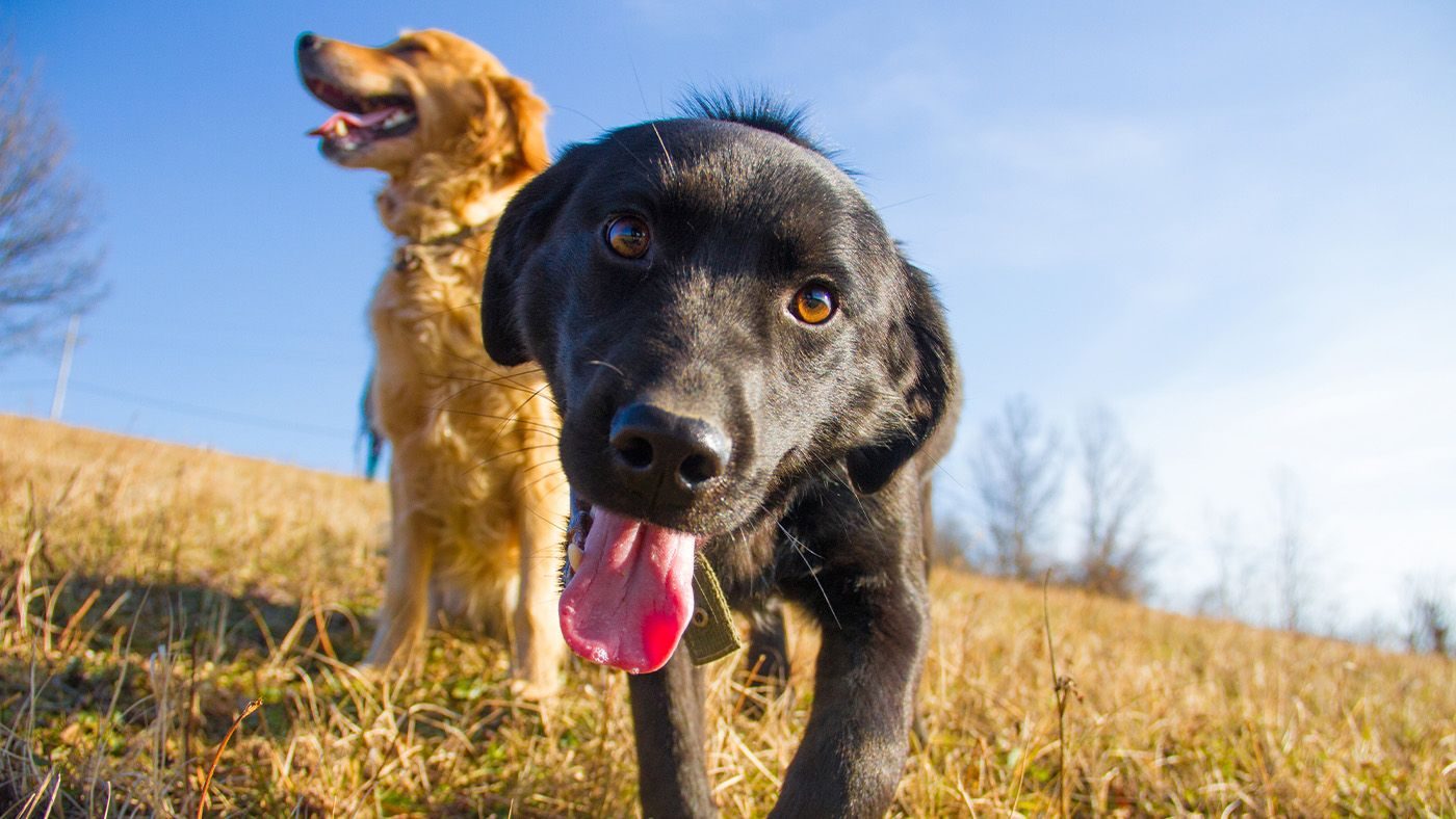 America's Most Popular Dog Isn't a Breed at All