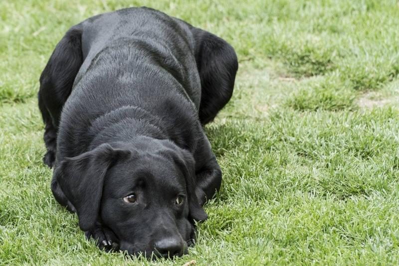 Labrador-g6477da9cb_1920