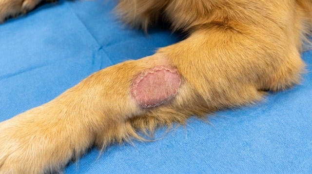 Close-up of a lick granuloma on a dogs lower leg showing hairless raised oval lesion from chronic licking