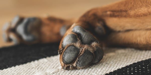 11 Paw Pad Care Tips: From the 7-Second Burn Test to Ripped Pads