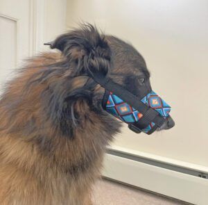 Model is a 43-pound Belgian Tervuren wearing a size medium/large.