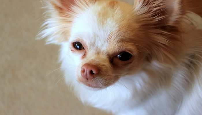 The Bathroom Door Isn't Even Closed Yet: Why Your Dog Won't Let You Pee Alone