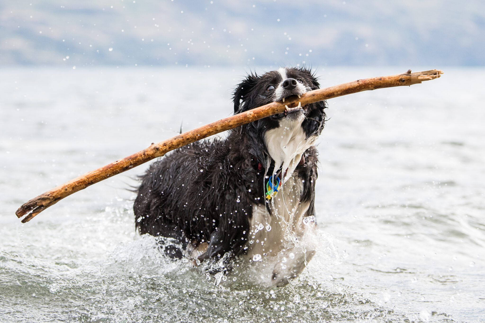 Dog Perfumes That Won't Make Your Pup Run for the Mud Pile