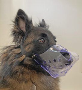 Model is a 43-pound Belgian Tervuren wearing a size 2 in flexible clear vinyl with no treat hole.