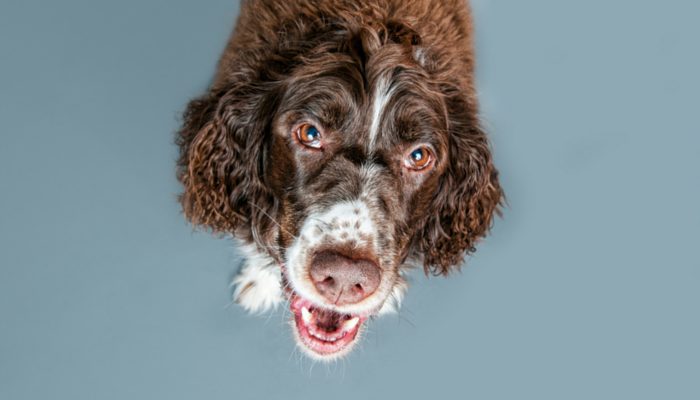From Oisín to Saoirse: How Irish Dog Names Carry Culture and Care