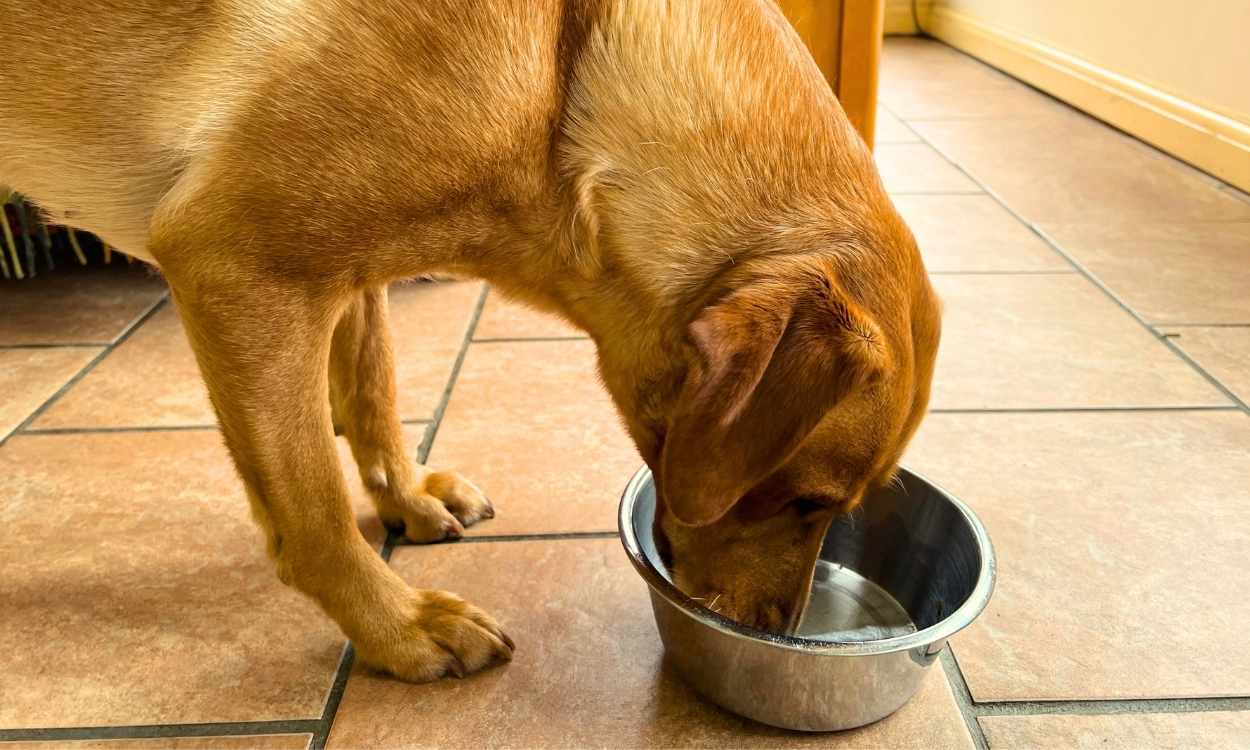 Once-a-Day Feeding: A Boon for Some Dogs, a Risk for Others
