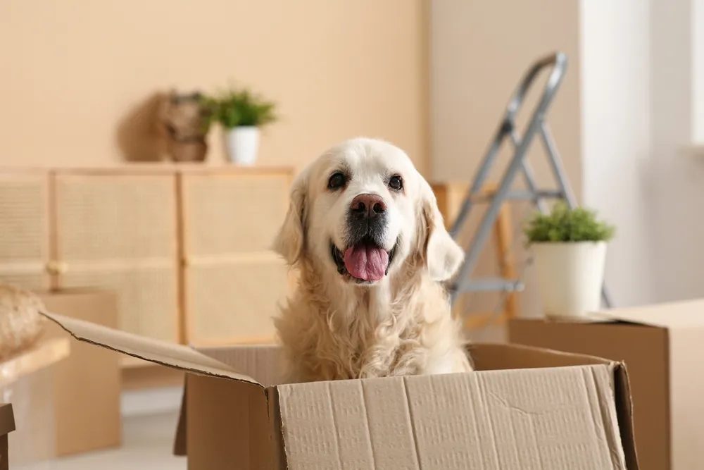 7 Moves That Keep Pets Calm and Safe During Relocation