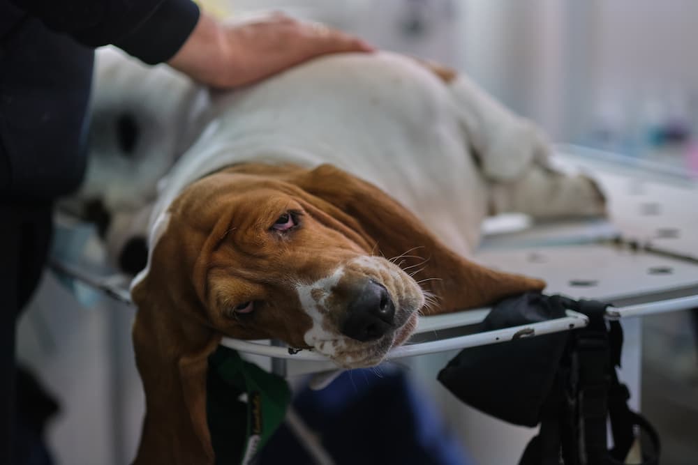 When a Swallowed Sock Becomes a Surgical Emergency: What Dog Owners Need to Know About Intestinal Blockage