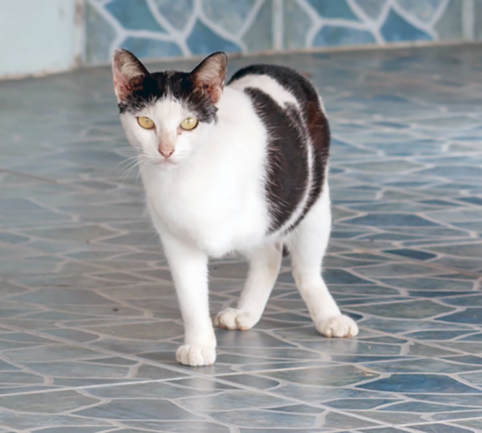 PeachLoveU | iStock Most three-legged cats get along as well as their four-legged friends.