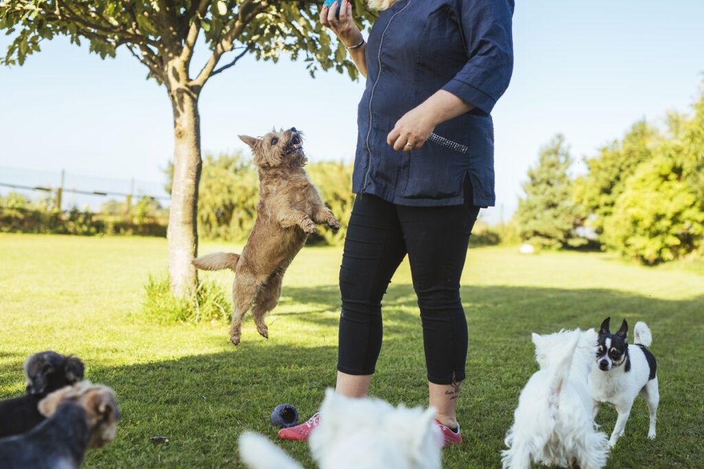 Dog Training Service