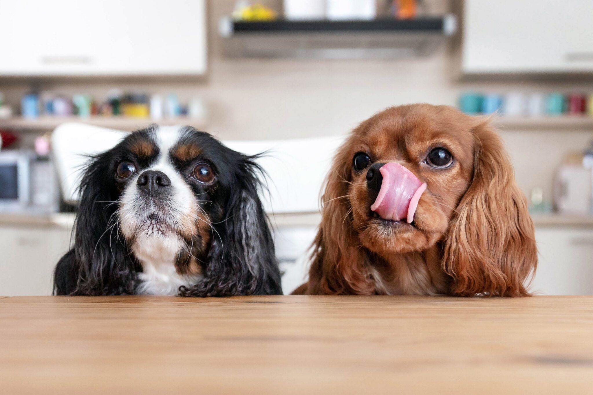 From Beagles to Diabetes: What's Really Driving Your Dog's Hunger