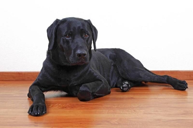 Black-labrador-retriever-dog-canis-lupus-familiaris-male-portrait-domestic-dog-48012