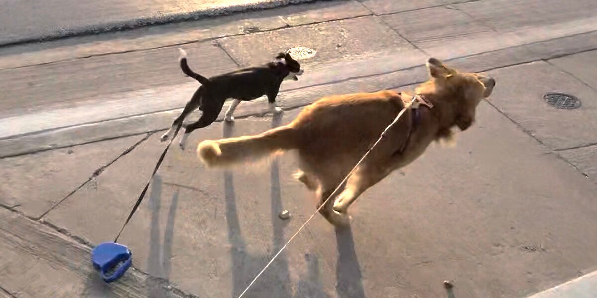 Retractable Leash Dangers: From Spooked Dogs to Broken Springs