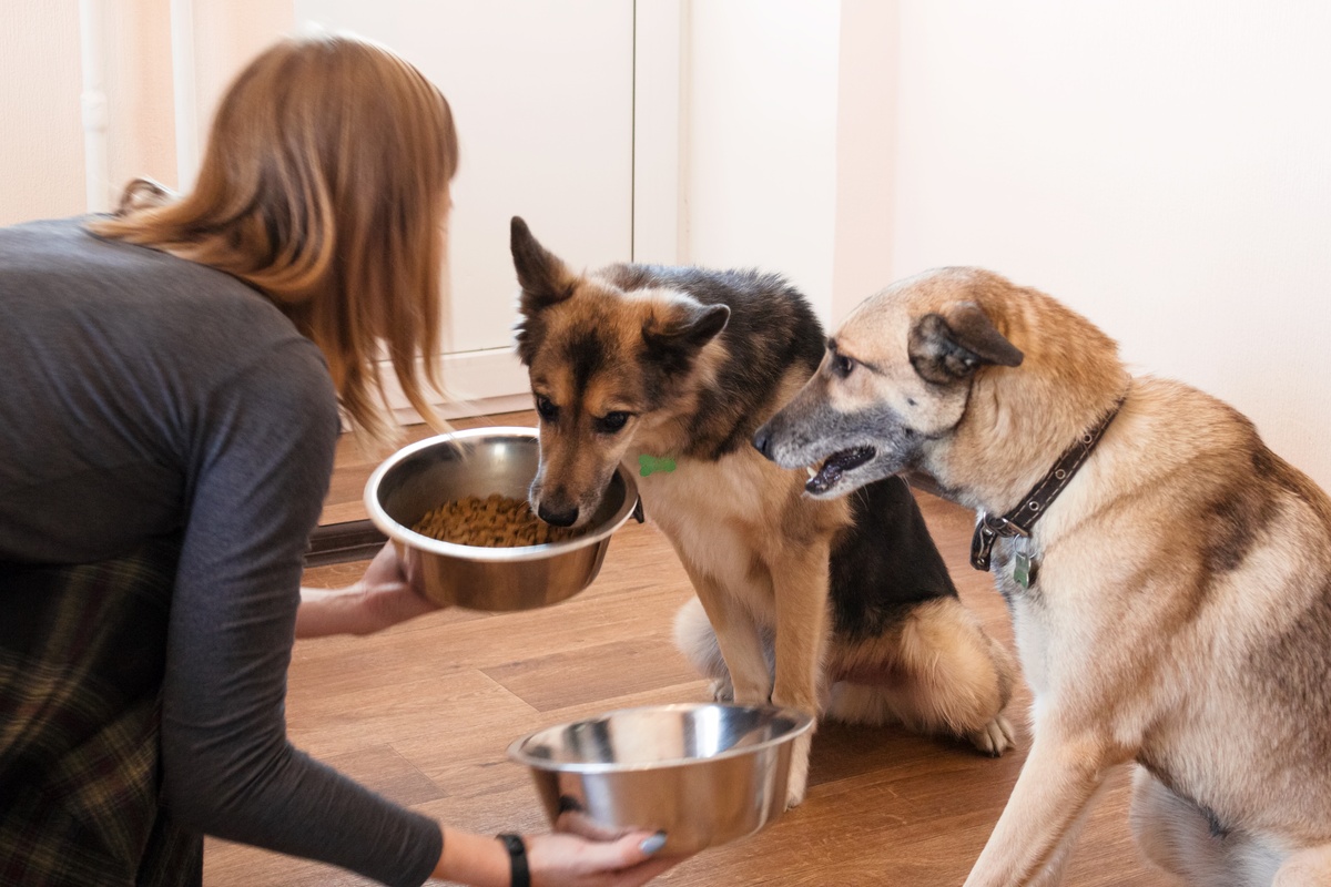 Is Your Pet Hiding Joint Pain? The Signals to Watch at Every Age